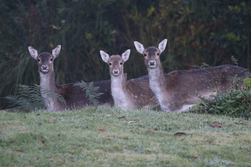 European Fallow Deer