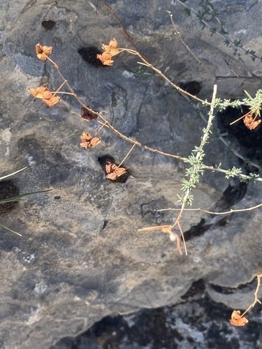Fumana laevipes, photograph 3