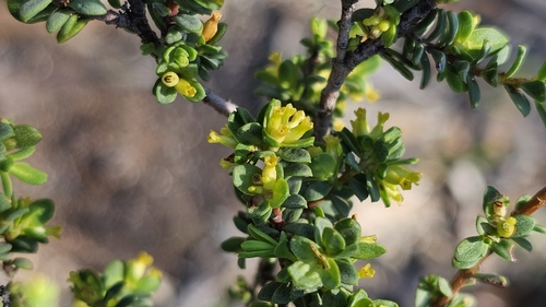 Pimelea serpyllifolia, photograph 6