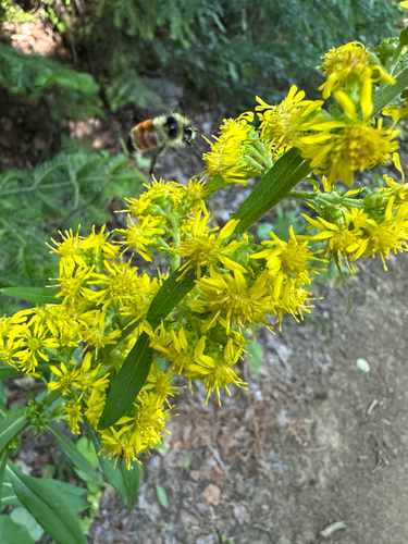 Tricolored Bumble Bee