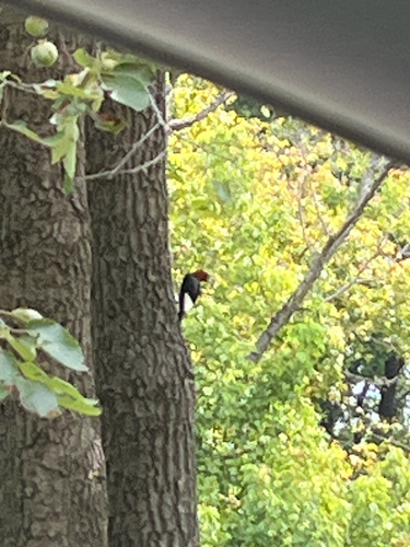 Red-headed Woodpecker