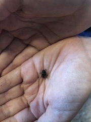 Onthophagus nuchicornis