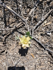 Tripterocalyx carneus