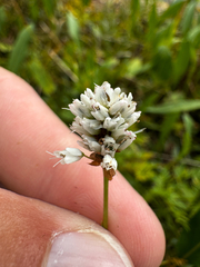 Bistorta bistortoides, photograph (c) Parker James Lloyd, some rights reserved (CC BY)