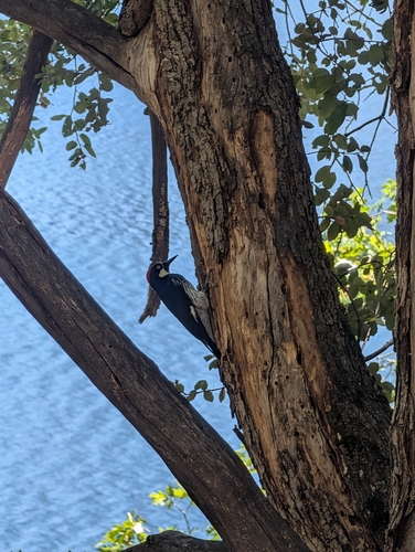 iNaturalist observation photo of Acorn Woodpecker