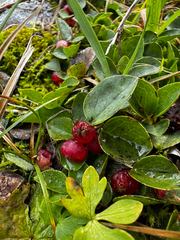 Gaultheria humifusa, photograph (c) Parker James Lloyd, some rights reserved (CC BY)