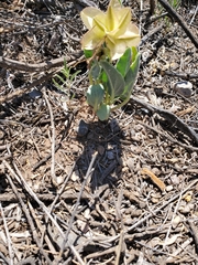 Tripterocalyx carneus