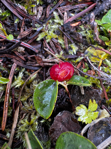 Gaultheria humifusa, photograph 4