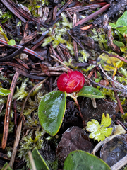 Gaultheria humifusa, photograph (c) Parker James Lloyd, some rights reserved (CC BY)