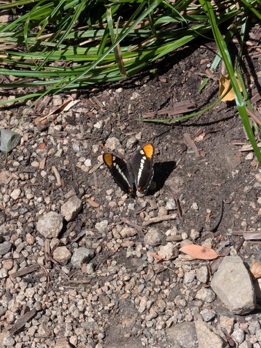 iNaturalist observation photo of California Sister