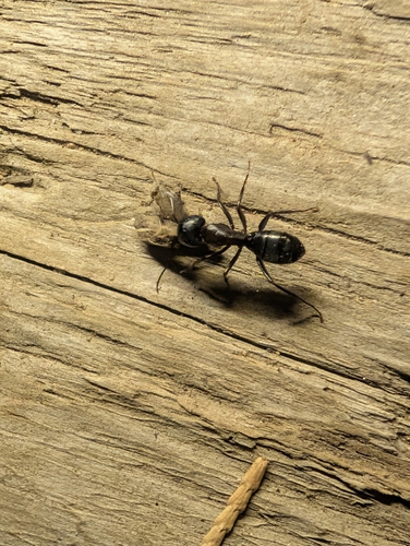 iNaturalist observation photo of Carpenter Ants, Typical Sugar Ants and Allies