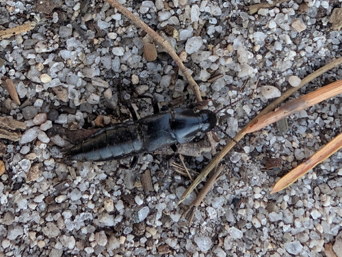 iNaturalist observation photo of Quedius