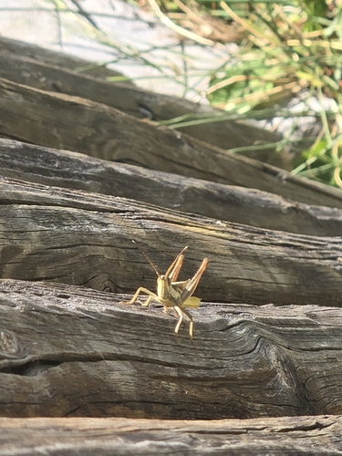 Texas Mermiria