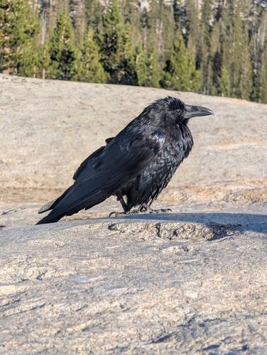 iNaturalist observation photo of Common Raven