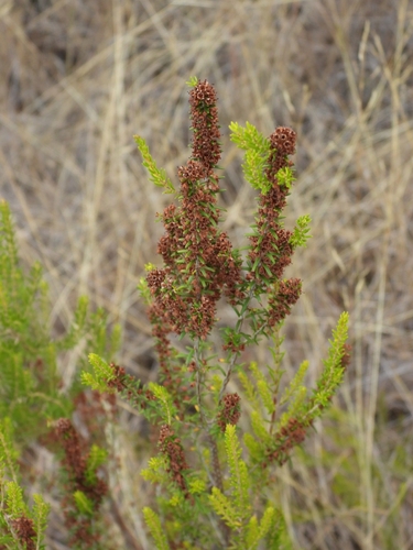 Common besom heath