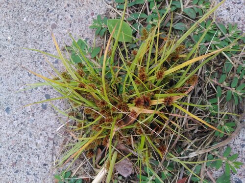 Bearded Flatsedge