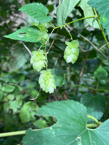 american hops