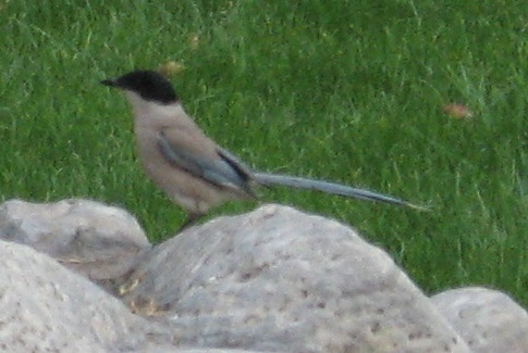 Azure-winged Magpie