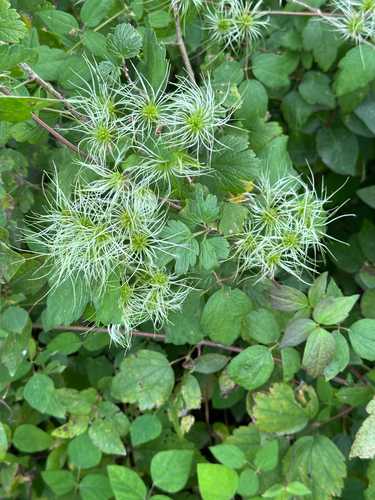 virgin's-bower