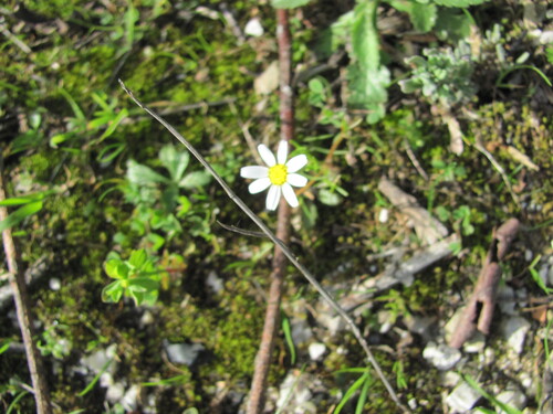 Chamaemelum fuscatum, photograph 6