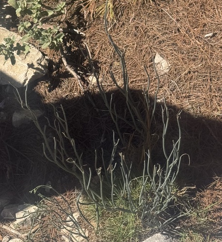 Coronilla juncea, photograph 1