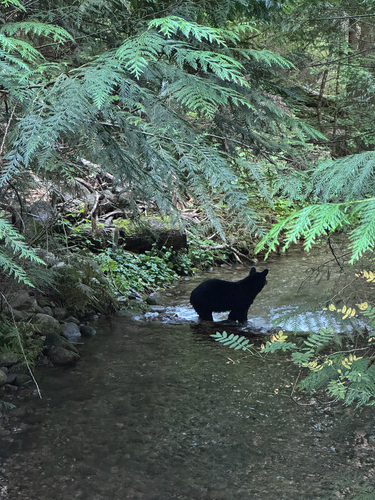 Black Bear sighting near Central Kootenay