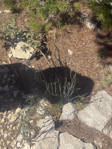 Coronilla juncea, photograph 2