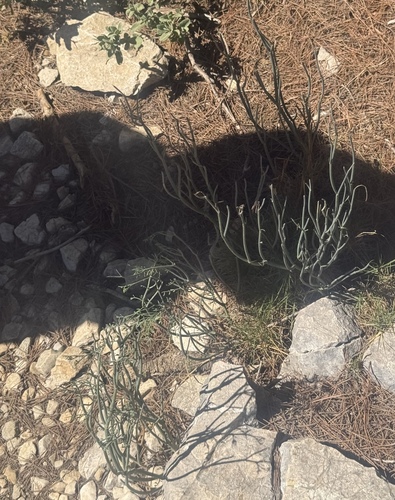 Coronilla juncea, photograph 3