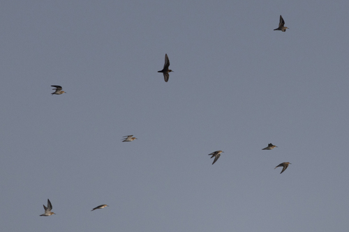 Baird's Sandpiper