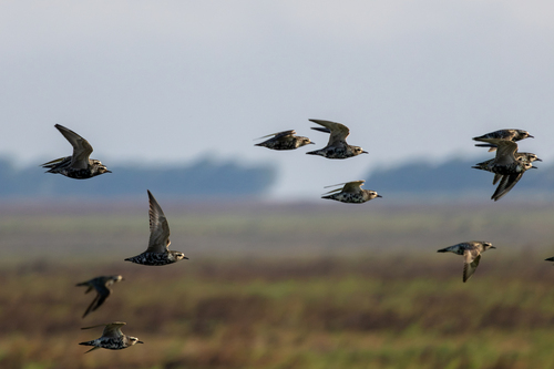 American Golden-Plover