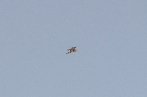 Buff-breasted Sandpiper