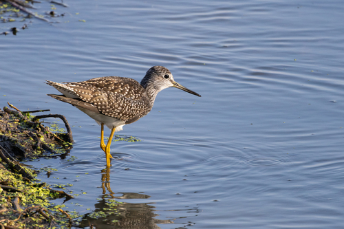 Greater Yellowlegs