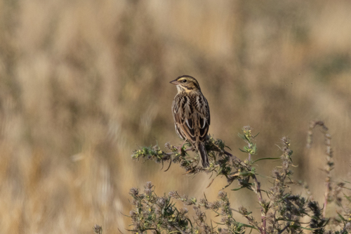 Savannah Sparrow