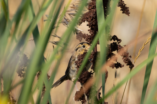 LeConte's Sparrow