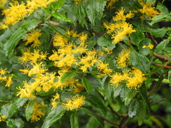 Azara lanceolata