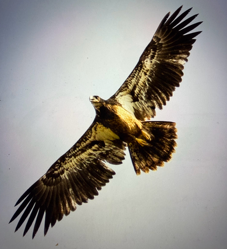 Bald Eagle
