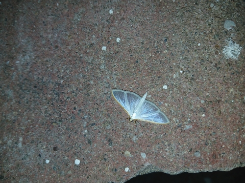 Jasmine Moth