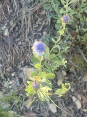 Globularia alypum, photograph (c) Tony KM, some rights reserved (CC BY)