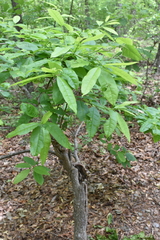 Oxydendrum