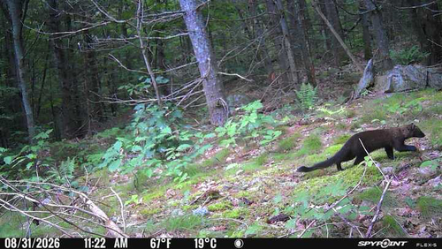 Fisher observed by abossin
