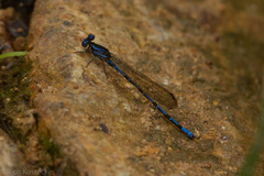 Argia fissa