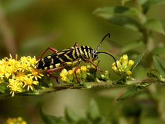 Megacyllene robiniae