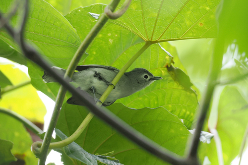 Slaty Monarch