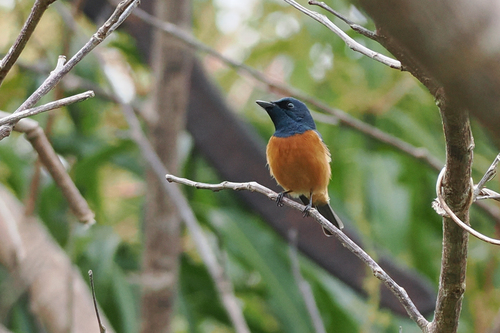 Vanikoro Flycatcher