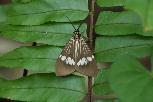 Asian Magpie Moth
