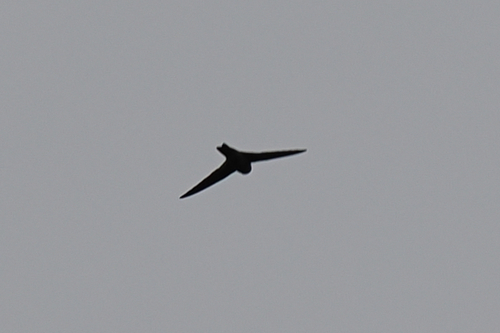 White-rumped Swiftlet