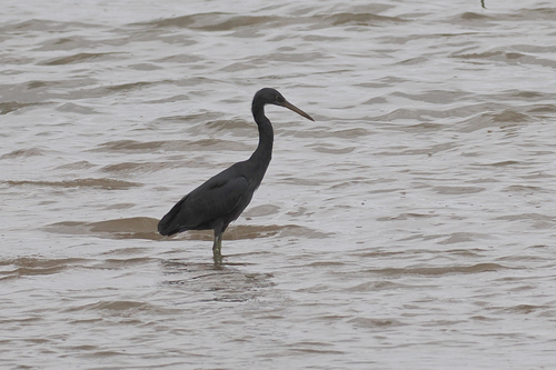 Pacific Reef Heron