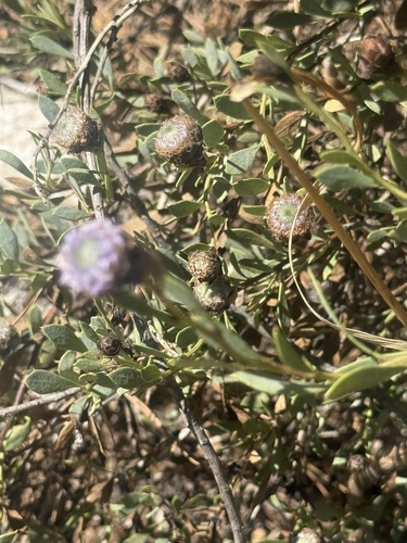 Globularia alypum