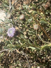 Globularia alypum, photograph (c) Tony KM, some rights reserved (CC BY)