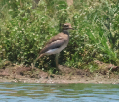 iNaturalist image